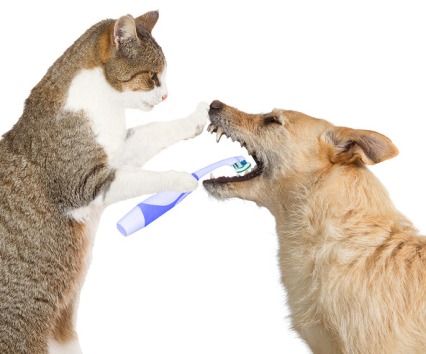 Cat-Cleaning-A-Dogs-Teeth.jpg