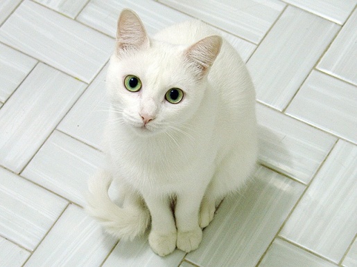 white cat green eyes