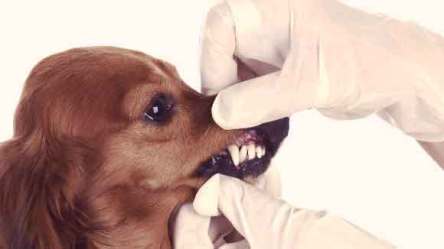 Dog-Abscess-Tooth-Causes-Large